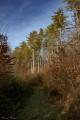 Chemin dans la forêt Chemin dans la forêt