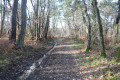 Chemin dans la forêt