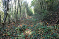 Chemin dans la forêt