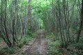 Chemin dans la forêt