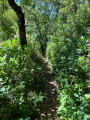 chemin dans la foret