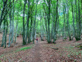 Chemin dans la hêtraie ... Chemin dans la hêtraie ...