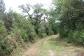 Chemin dans la lande de Mirepied