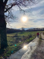 Chemin dans la prairie humide