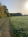 Chemin dans la prairie