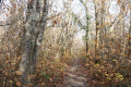 Chemin dans le bas du bois