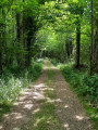 Chemin dans le Bois de Celles