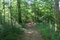 Chemin dans le Bois de Chavenois