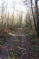 Chemin dans le bois de Chez Cartron
