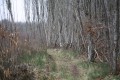 Chemin dans le bois de Fréteveau au bord d'une clairière
