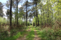 Chemin dans le bois de Grelet
