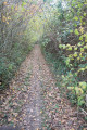 Chemin dans le Bois de la Coudraye