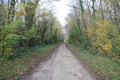 Chemin dans le Bois des Simons