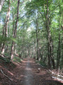 chemin dans le bois