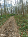 Chemin dans le bois