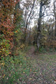 Chemin dans le bois