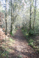 Chemin dans le bois