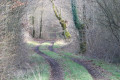 Chemin dans le bois