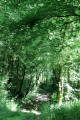 Chemin dans le bosquet