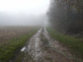 Chemin dans le brouillard