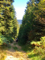 Chemin dans les Bois Noirs Chemin dans les Bois Noirs