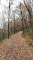 Chemin dans les bois