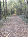 Path through the woods