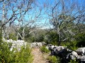 Chemin dans les chênes