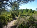 Chemin dans les pins Chemin dans les pins