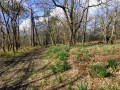 Chemin dans les sous-bois