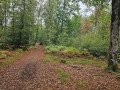 chemin dans un joli bois de h&ecirc;tres