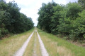 Chemin de bois dans la Lande de Mirepied