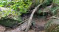 chemin de bois