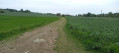 Chemin de Cornouiller