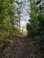 Chemin de forêt à la fin du mois de.mars