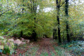 Chemin de forêt Chemin de forêt