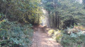 chemin de forêt