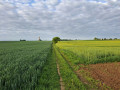 Chemin de la Bergerie