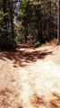 chemin de retour sous les pins chemin de retour sous les pins