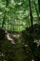 Chemin de transhumance Chemin de transhumance