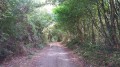 Chemin des bois