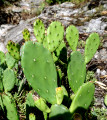 Chemin des cactus