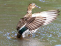 Canard