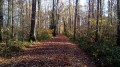 The Tête Ronde Forest and Saint-Aubin Wood