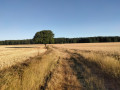 Chemin du gros ch&ecirc;ne