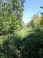 Chemin du marais