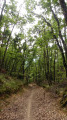 Chemin du retour dans les bois