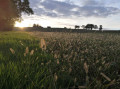 La Forêt de Bouconne depuis Pujaudran