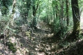 Chemin empierré dans le bois