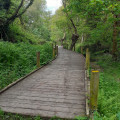 chemin en bois